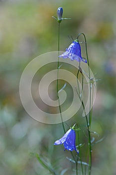 BLUE CAMPANULA