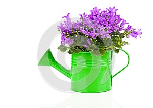 Blue campanula flower in a green water-pot