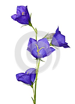 Blue campanula flowers isolated on white photo