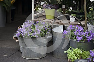 Blue Campanula flowers on the market for sale