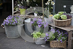 Blue Campanula flowers on the market for sale
