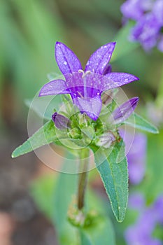 Blue campanula glomerata flower