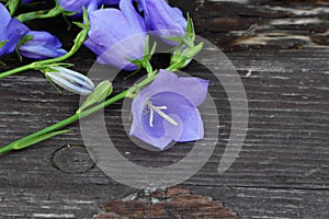Blue campanula persicifolia on wood background. Campanula is a flowering plant. . Flat lay, top view.Empty space for