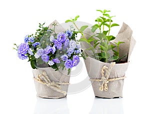 Blue Campanula terry flowers in paper packaging