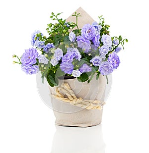Blue Campanula terry flowers in paper packaging photo