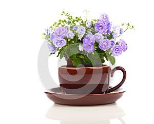 Blue Campanula terry flowers in teacup