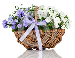 Blue Campanula terry flowers, on a white background