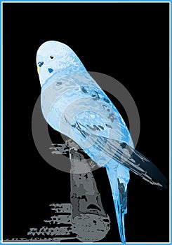 Blue canary ial