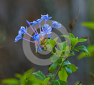 blue or Cape plumbago - Plumbago auriculata growing in a park garden in Ocala, Florida U.S.A