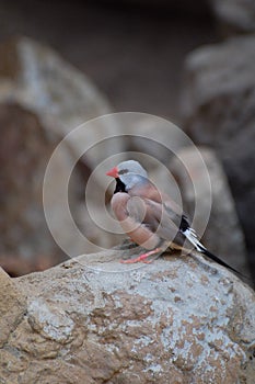 Blue-capped Cordon-bleu finch