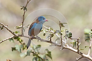 Blue-capped Cordon-bleu male sitting on a branch on a sunny day