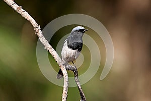 Blue-capped redstart