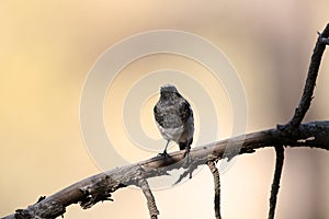 Blue-capped redstart