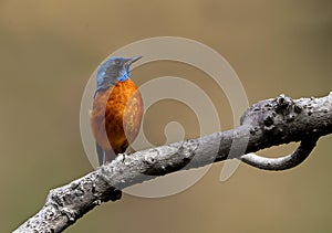 blue-capped rock thrush