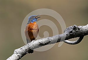 Blue-capped rock thrush