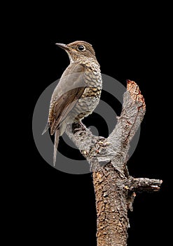 Blue-capped rock thrush