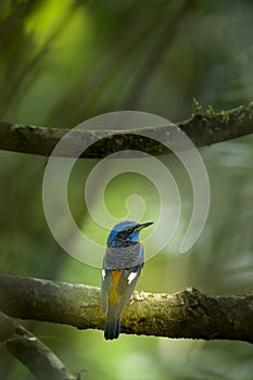 Blue capped rock thrush on a tree branch