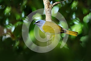 Blue-capped Tanager, Thraupis cyanocephala, exotic bird sitting on the branch in the green forest. Tropic tanager in the nature ha