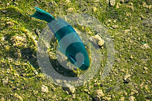 A blue captain parrotfish swimming against brown green sediment