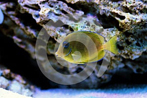 Blue Caribbean Tang - Acanthurus coeruleus