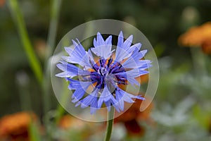 Blue carnation flower