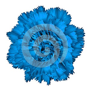 Blue carnation flower isolated on white background. Close-up.