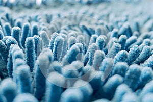 Blue carpet softness texture of doormat, select focus close-up image