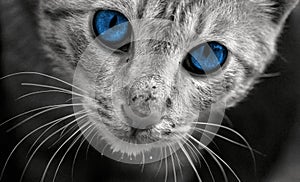 Blue cat eyes macro view