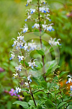 Blue cat`s whiskers blue flowers