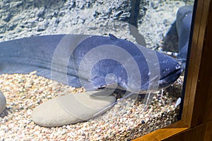 Blue catfish in aquarium near glass