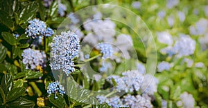 Blue Ceanothus