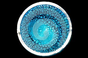 Blue cells dividing form bigger ones