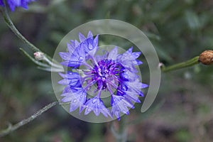 Blue Centaurea field flower. Close-up