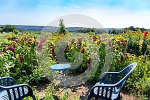 Asiento sobre el campo. sillas a pequeno mesa entre floreciente flores en hermoso 