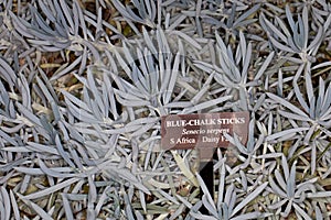 Blue-Chalk Sticks Senecio serpens
