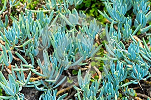 Blue Chalksticks - Curio Repens photo