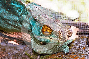 Blue chameleon close up photo