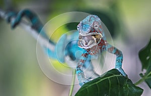 Blue chameleon snacking on worms