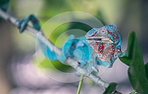 Blue chameleon snacking on worms