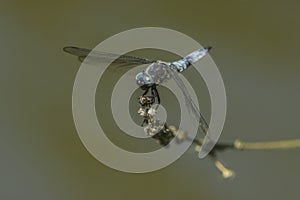 Blue chaser (Libellula fulva)