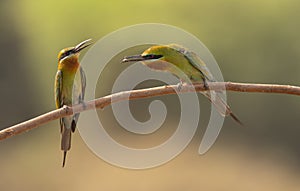 Blue-cheeked bee-eater Feeding