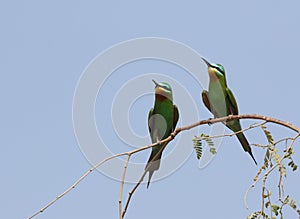 Blue-cheeked Bee-eater, Merops persicus