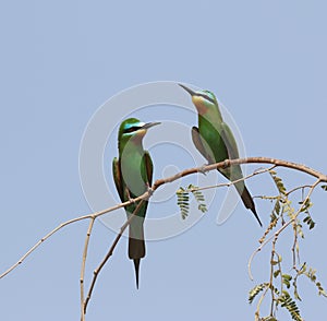 Blue-cheeked Bee-eater, Merops persicus