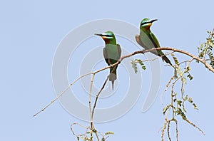 Blue-cheeked Bee-eater, Merops persicus