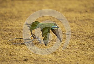 The blue-cheeked bee-eater (Merops persicus)