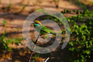 blue-cheeked bee-eater (Merops persicus