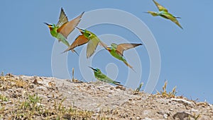 Blue-cheeked Bee-eater (Merops persicus)