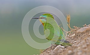 Blue-cheeked Bee-eater (Merops persicus)