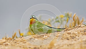 Blue-cheeked Bee-eater (Merops persicus)