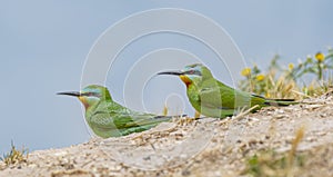 Blue-cheeked Bee-eater (Merops persicus)